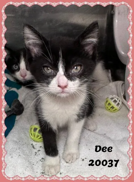 Dee thumbnail 2