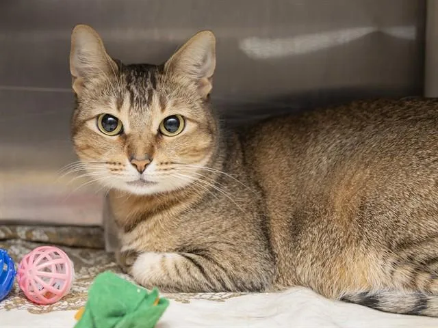 An adult small-sized female Domestic Short Hair cat named Autumn for adoption in Phoenix, AZ
