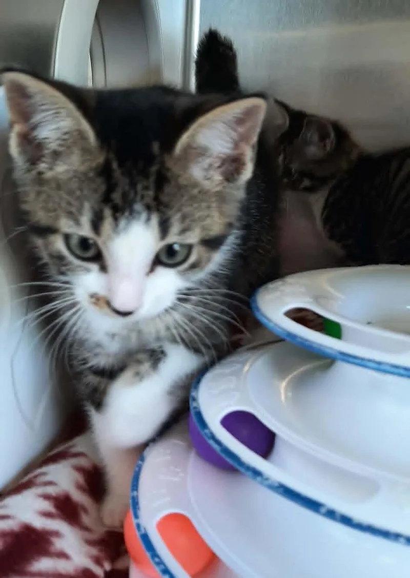 A baby medium-sized male Tabby (Brown / Chocolate) Domestic Short Hair cat named Wren for adoption in Georgetown, OH