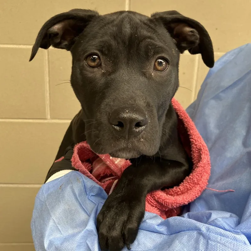 A baby medium-sized male Black Mixed Breed dog named Citrine for adoption in Washington Township, OH