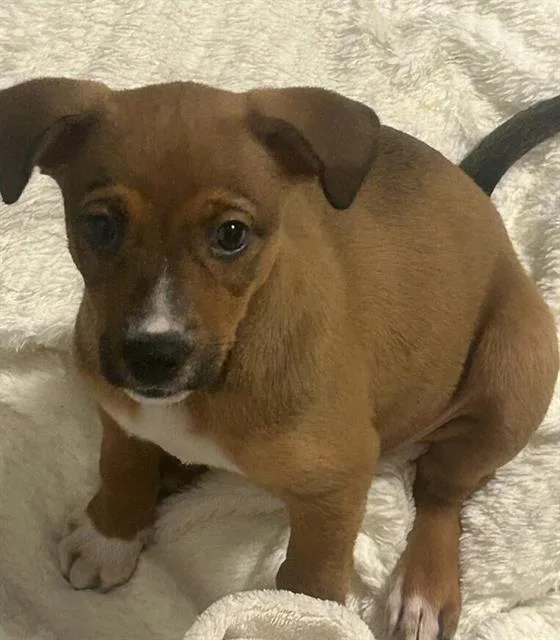 A baby small-sized female German Shepherd Dog dog named Mack for adoption in Chula Vista, CA