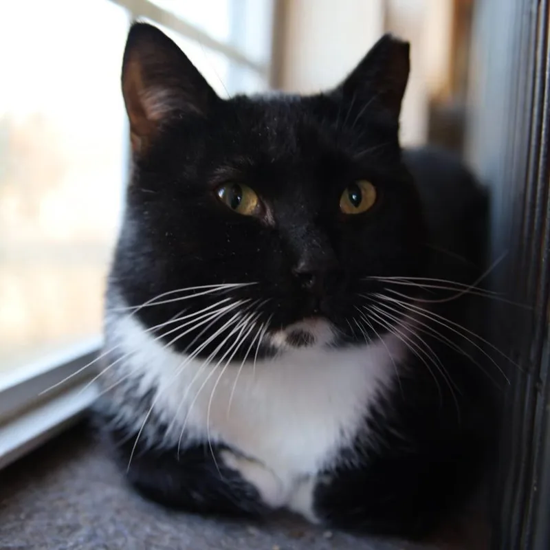 An adult small-sized male Black Domestic Short Hair cat named Pepper for adoption in Tulsa, OK
