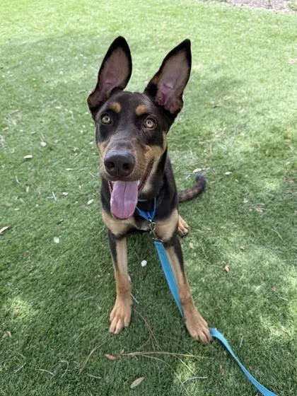 A young large-sized male Doberman Pinscher dog named Spike for adoption in Daytona Beach, FL