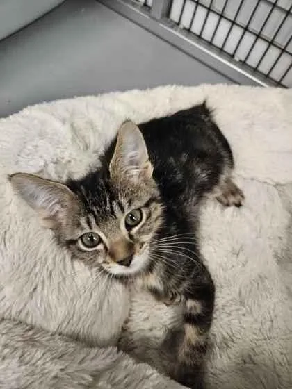 A baby small-sized female Domestic Short Hair cat named Starling for adoption in Mount Pleasant, IA