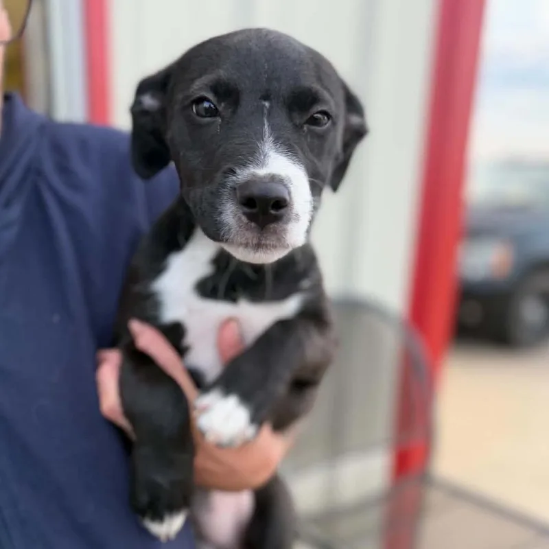 A baby small-sized female Black Mixed Breed dog named Bootsie for adoption in Buffalo, MN