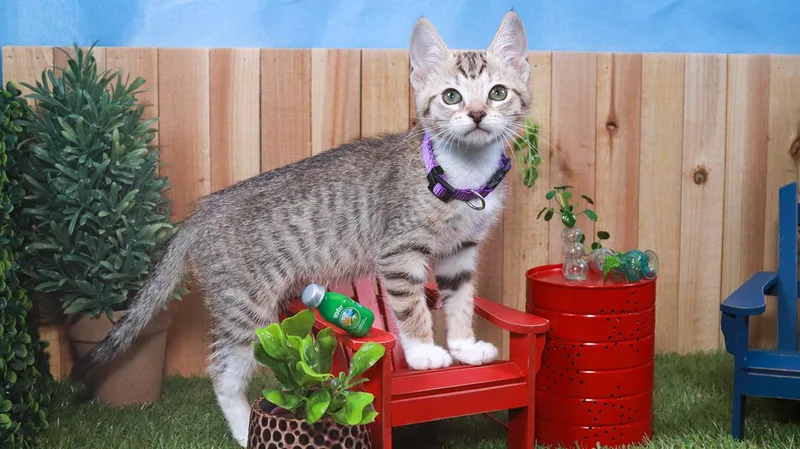 Posh Spice thumbnail 2