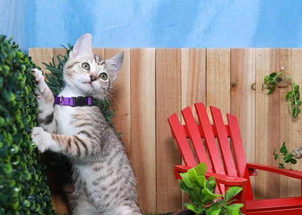 Posh Spice thumbnail 4