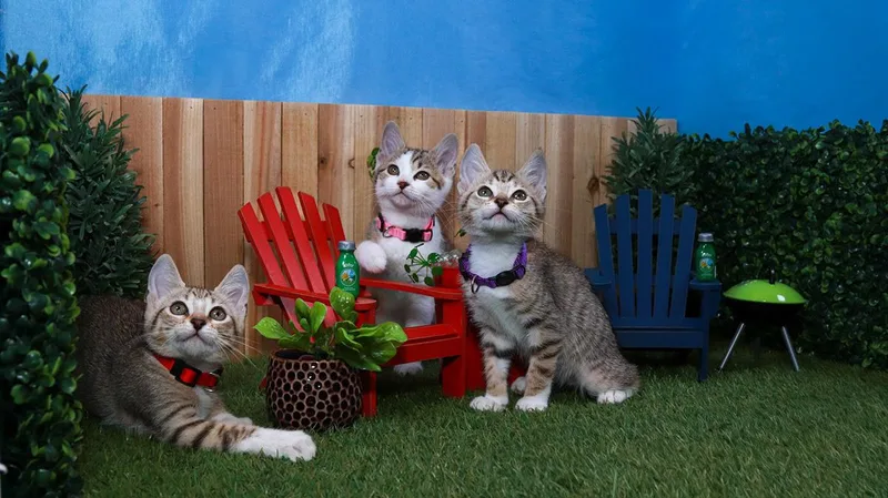 Posh Spice thumbnail 5