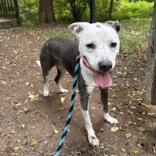 An adult medium-sized female White / Cream Pit Bull Terrier dog named Sofie for adoption in Phoenixville, PA