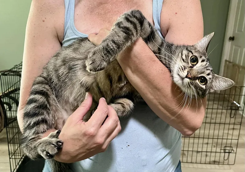 A baby medium-sized female Tabby (Gray / Blue / Silver) Tabby cat named Cricket for adoption in Gulfport, MS