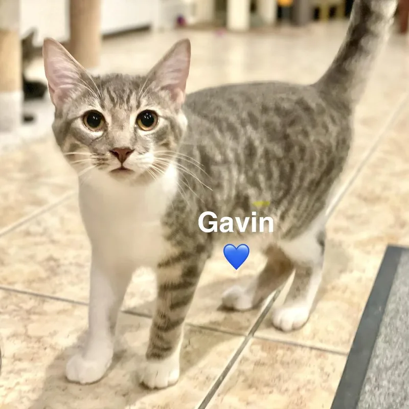A young small-sized male Gray / Blue / Silver Domestic Short Hair cat named Gavin for adoption in Peachtree City, GA