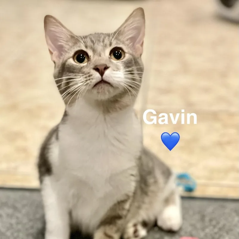 Gavin thumbnail 2