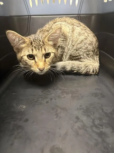 Gilbert The Fabric Fiend