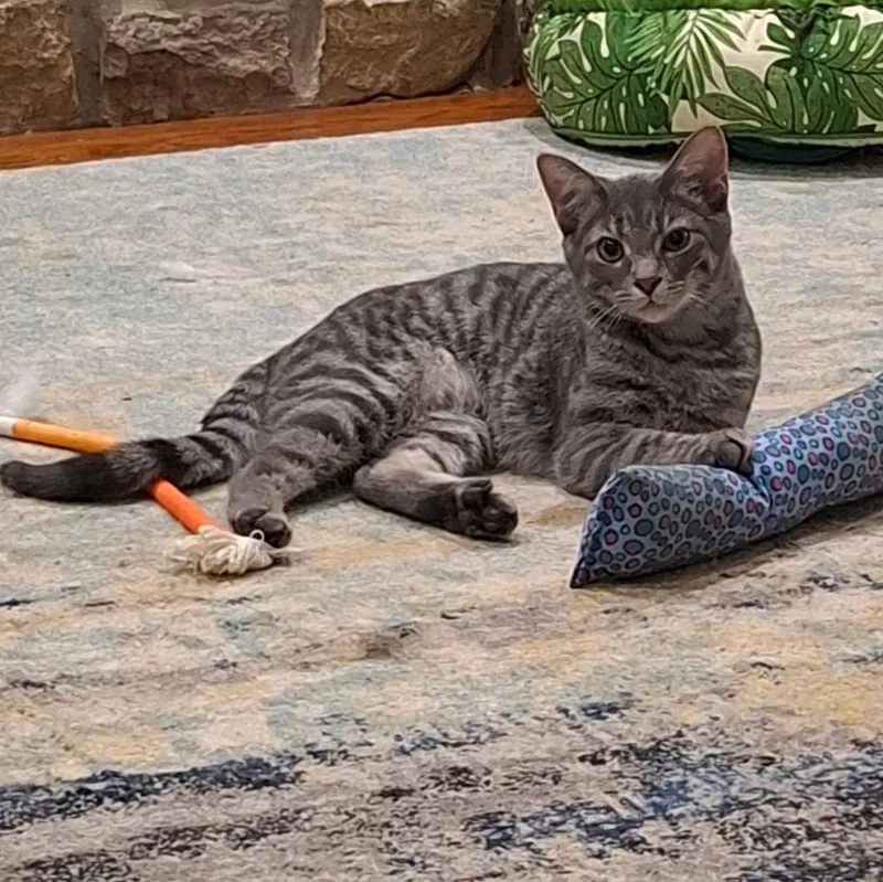 A baby medium-sized male Tabby (Gray / Blue / Silver) Domestic Short Hair cat named Mousse for adoption in Cincinnati, OH