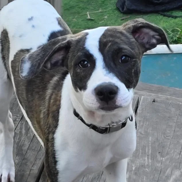 A baby small-sized female Brindle Hound dog named Glory for adoption in Grinnell, IA
