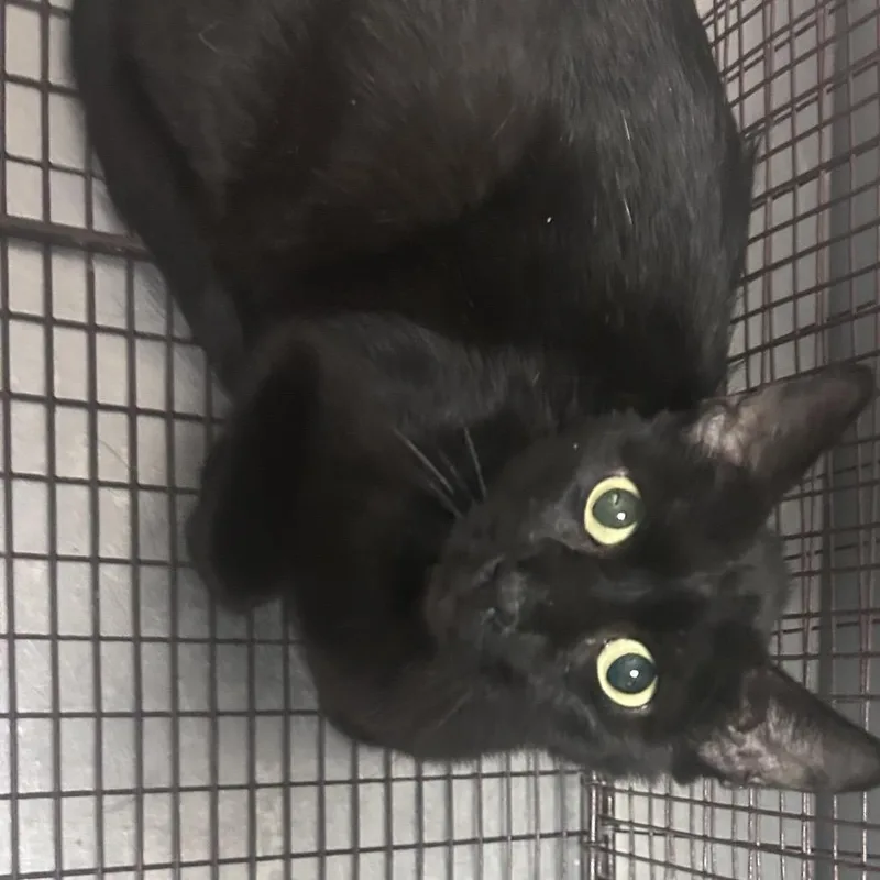 An adult medium-sized female Black Domestic Short Hair cat named Baby Girl for adoption in Yuma, AZ