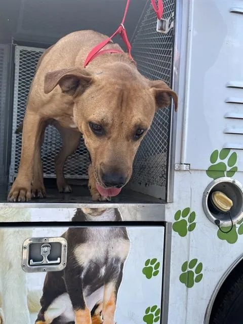 An adult large-sized male Pit Bull Terrier dog named Blue for adoption in Bakersfield, CA