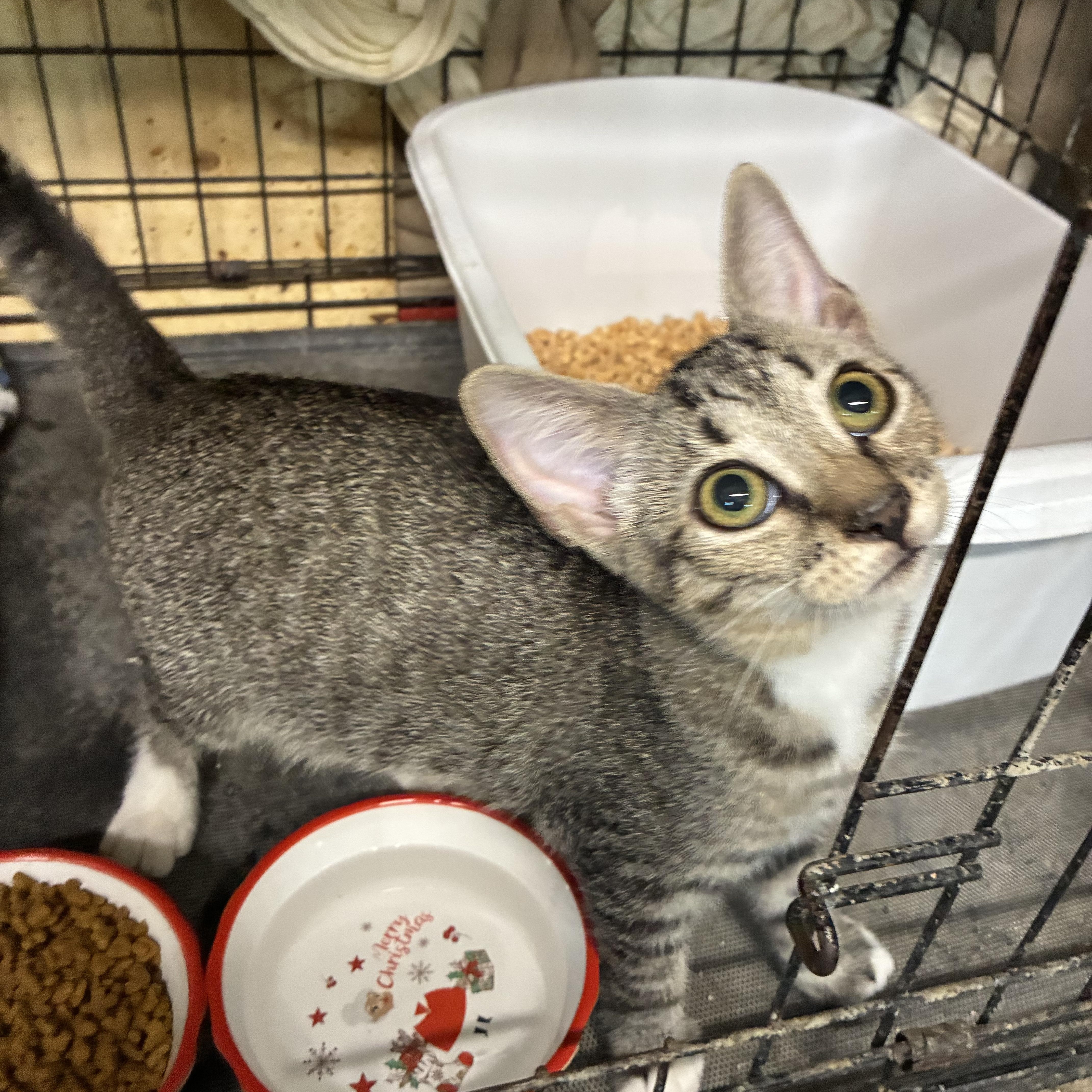A baby medium-sized male Tabby (Brown / Chocolate) Tabby cat named Beau for adoption in Bridgeton, NC