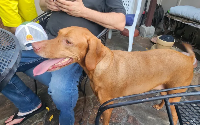 An adult medium-sized female Vizsla dog named Rozee for adoption in Plano, TX