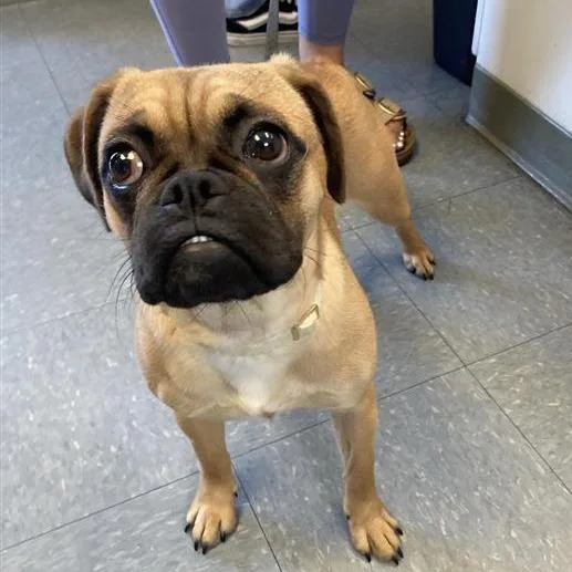 A young small-sized female Brown / Chocolate Puggle dog named Pennie for adoption in Long Beach, CA