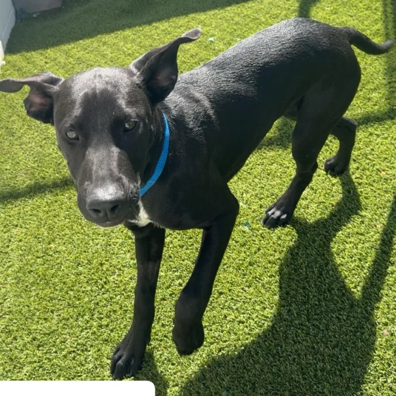 A young medium-sized male Black Labrador Retriever dog named Duncan for adoption in LOXAHATCHEE, FL