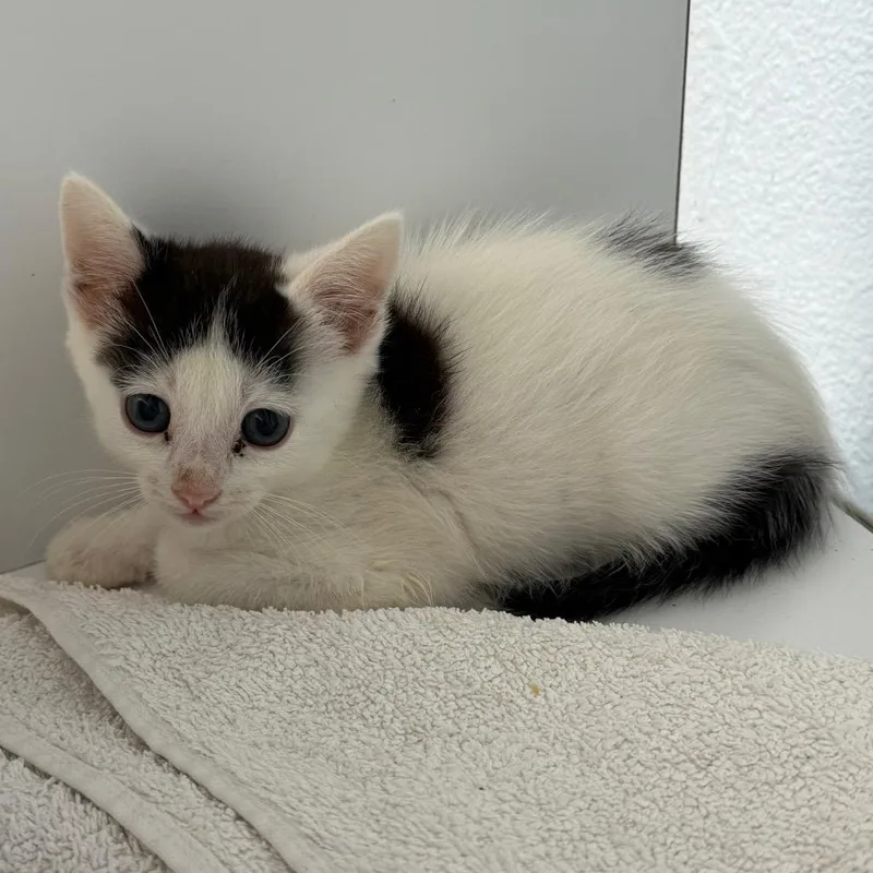 A young medium-sized male Black Domestic Short Hair cat named Yoshi aka Cooper for adoption in Desert Hot Springs, CA