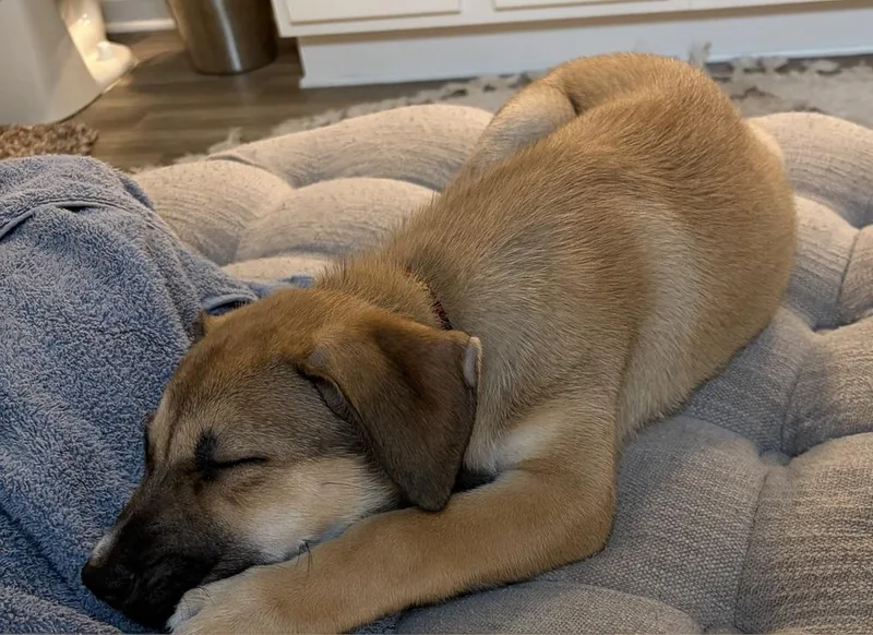 Penelope