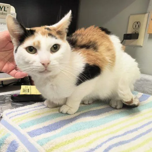 An adult small-sized female Calico Domestic Short Hair cat named Lola C for adoption in Frankfort, KY