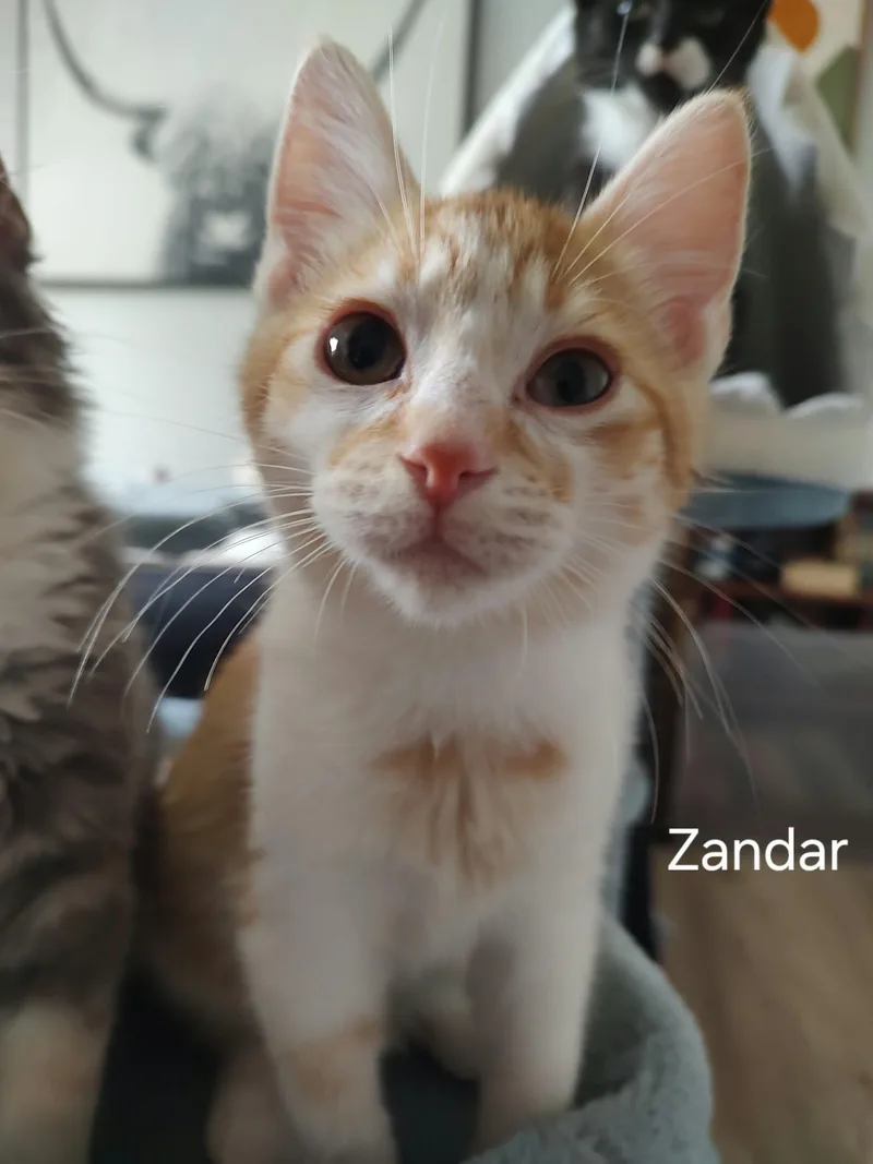 A baby medium-sized male Domestic Short Hair cat named Zandar for adoption in Ephrata, WA
