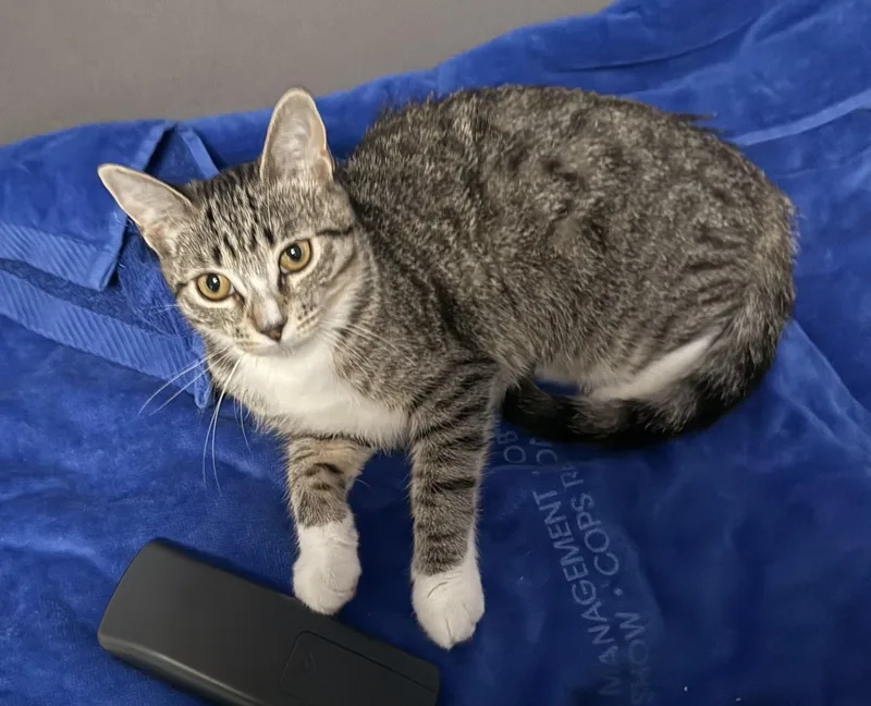 A young medium-sized female Tabby (Gray / Blue / Silver) Domestic Short Hair cat named Zoey for adoption in Burbank, CA