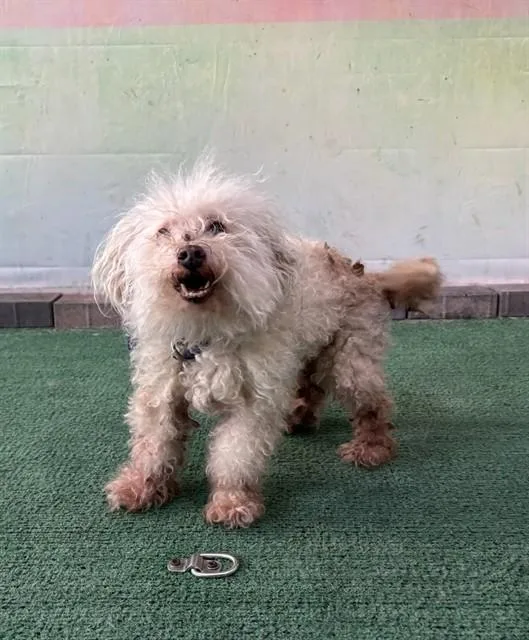 An adult medium-sized female Maltese dog named Leia for adoption in Baldwin Park, CA