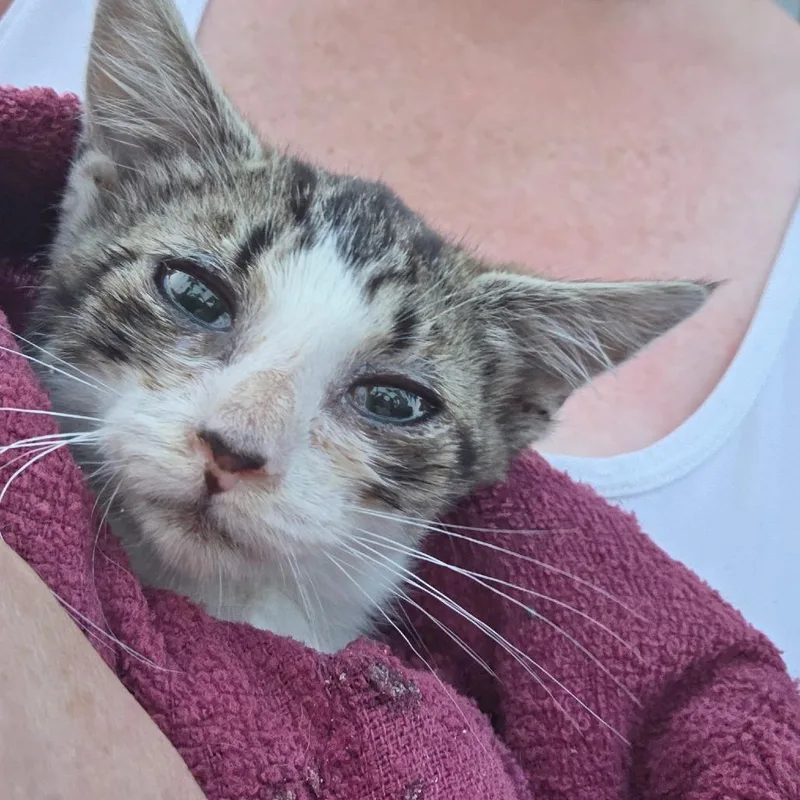 A baby small-sized female White Domestic Short Hair cat named Monkey for adoption in Othello, WA