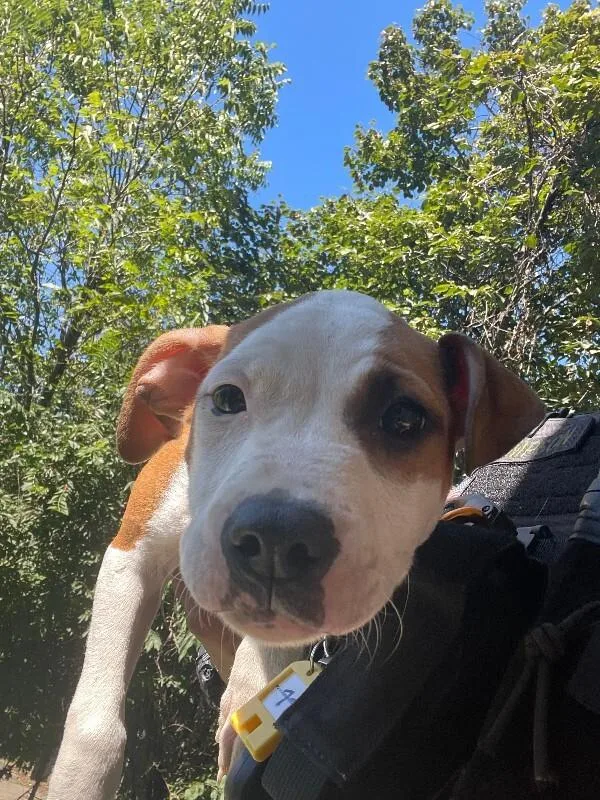 A young large-sized female Brown / Chocolate Mixed Breed dog named Dora for adoption in Cincinnati, OH