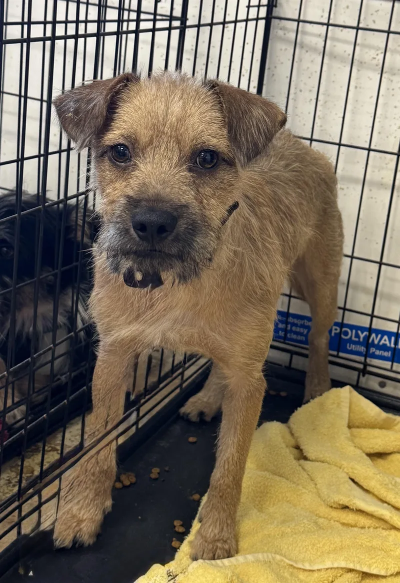 A baby small-sized male Terrier dog named Rubel for adoption in Ellicott City, MD