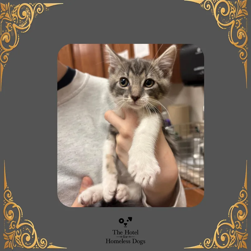 A baby medium-sized male Tabby (Gray / Blue / Silver) Domestic Short Hair cat named Lonny for adoption in Cumberland, RI