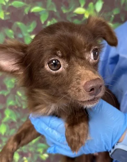 An adult small-sized female Chihuahua dog named Viv for adoption in San Antonio, TX