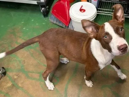 A baby medium-sized male Border Collie dog named Custard for adoption in Brookhaven, MS