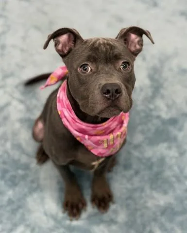 A young medium-sized female Pit Bull Terrier dog named Royale Cheese for adoption in Westland, MI