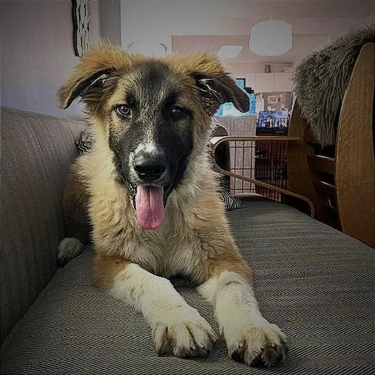 A baby medium-sized male Yellow / Tan / Blond / Fawn Anatolian Shepherd dog named Sparrow for adoption in Brooklyn, NY
