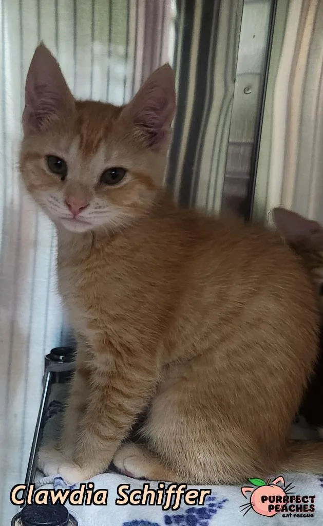 A baby medium-sized female Domestic Short Hair cat named Clawdia Schiffer for adoption in Douglasville, GA
