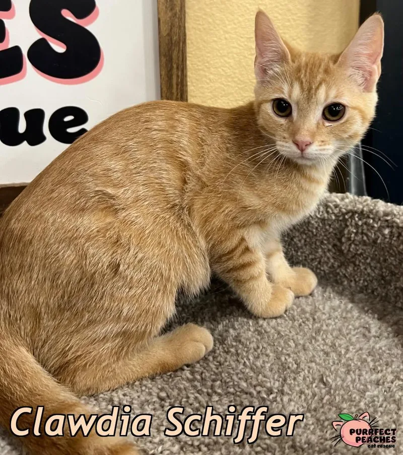 Clawdia Schiffer thumbnail 2