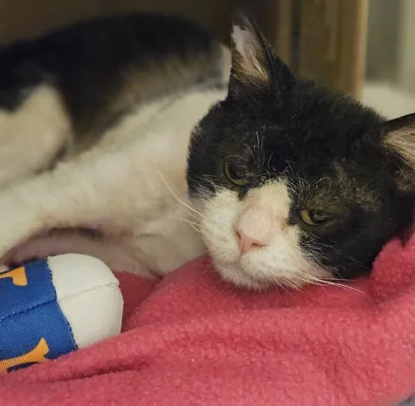 An adult medium-sized male Domestic Short Hair cat named Patch for adoption in Dublin, CA