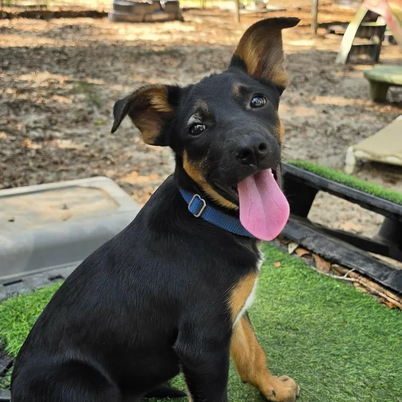 A baby medium-sized female Tricolor (Brown, Black, & White) Mixed Breed dog named Neo for adoption in BONIFAY, FL