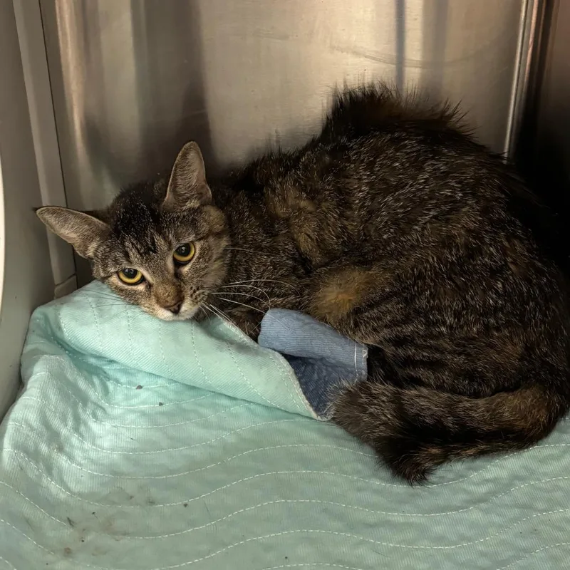 An adult small-sized female Domestic Short Hair cat named Kayley for adoption in St Joseph, MO