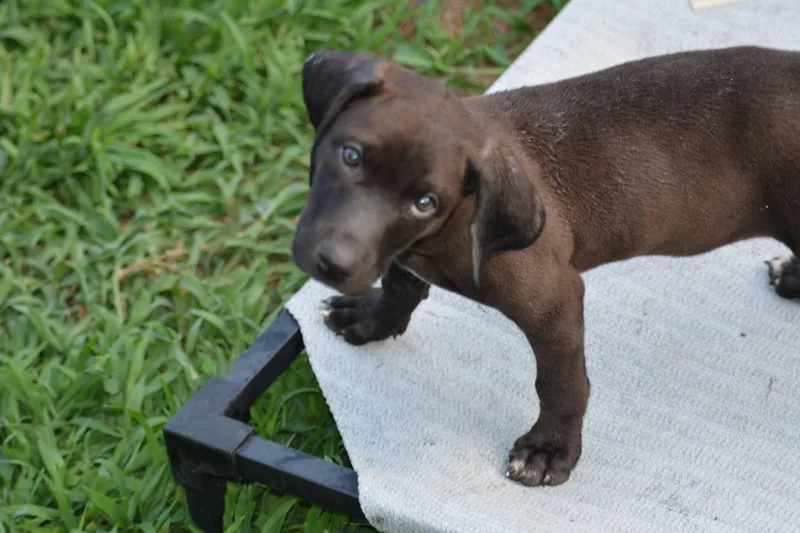 A baby large-sized male Labrador Retriever dog named Huron for adoption in Hayes, VA