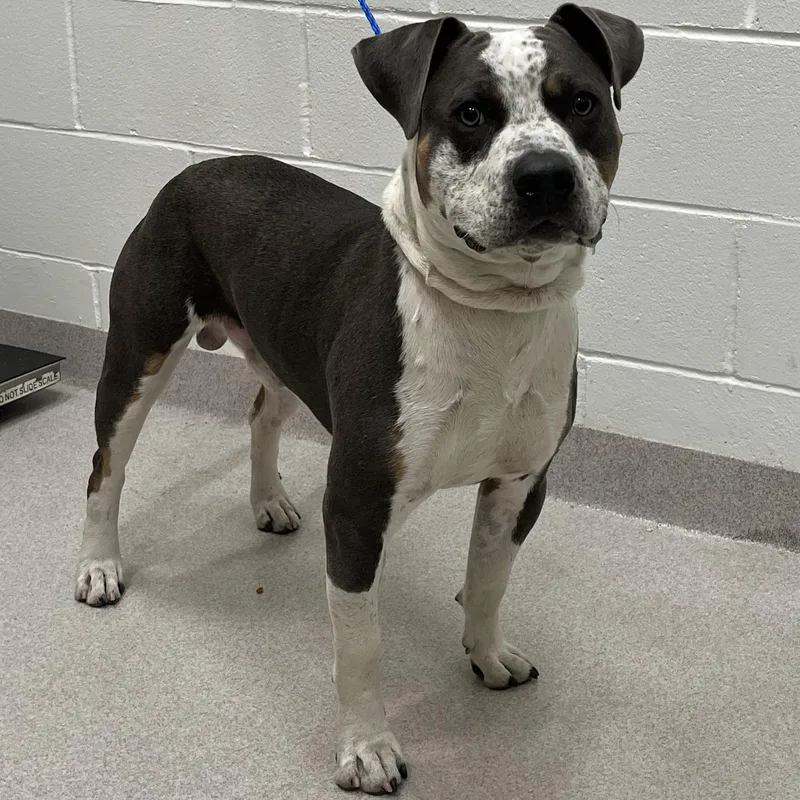 An adult large-sized male Black Pit Bull Terrier dog named 26-236 for adoption in Amityville, NY
