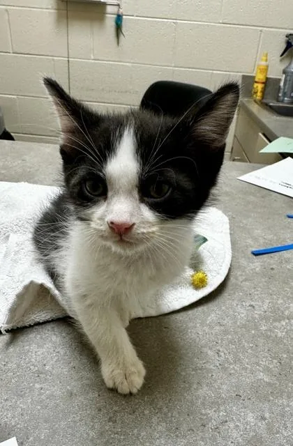 A baby small-sized male Domestic Short Hair cat named Kaiden for adoption in Westland, MI