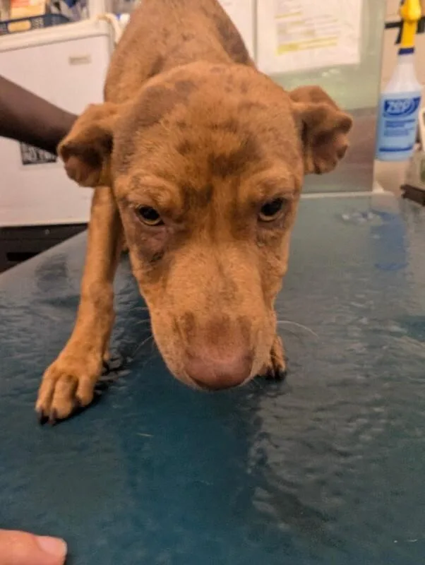 A young small-sized female Yellow / Tan / Blond / Fawn Mixed Breed dog named Ginny for adoption in Mobile, AL