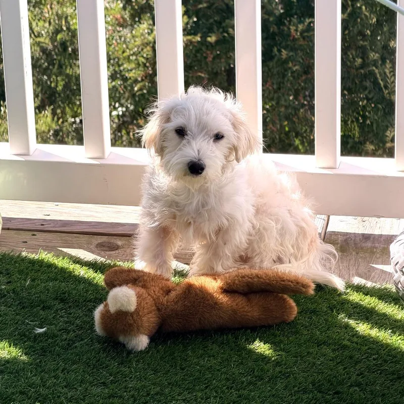 An adult small-sized male Maltese dog named Fusilli for adoption in Wake Forest, NC