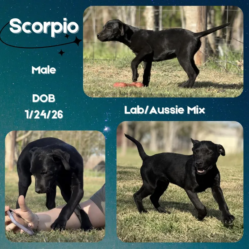 A baby medium-sized male Black Labrador Retriever dog named Scorpio for adoption in Caldwell, TX